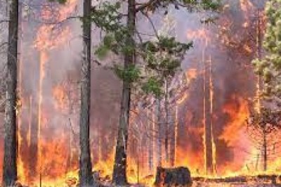 Co zrobić, gdy zobaczymy ogień w lesie?