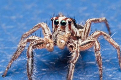 Domowe sposoby na pozbycie się pająków?