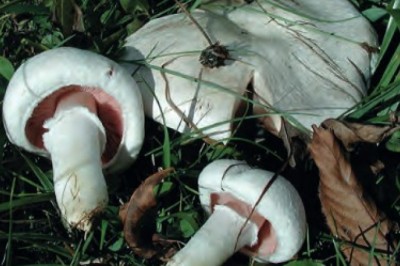 Czy są grzyby podobne do pieczarek? Z jakim grzybem można pomylić pieczarkę?