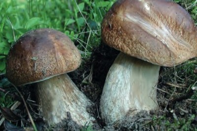 Czym różni się borowik od szatana? Z jakim grzybem można pomylić borowika?