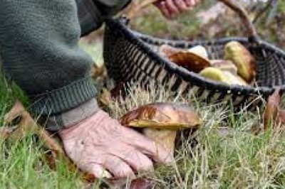 Jak zbierać grzyby, żeby się nie zatruć?