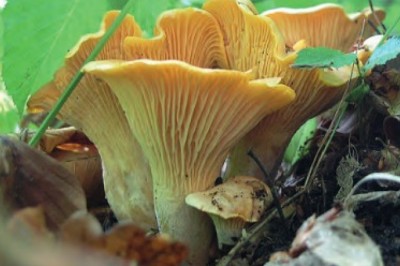 Z jakim grzybem można pomylić kurkę.