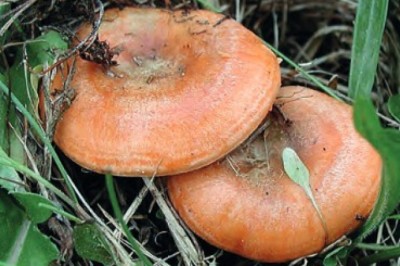 Z jakim grzybem można pomylić rydza? Czy rydz jest jadalny?