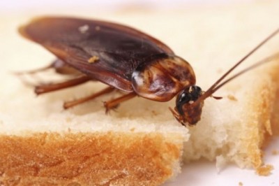 Domowe sposoby na pozbycie się karaluchów. Co odstrasza karaluchy domowe sposoby?