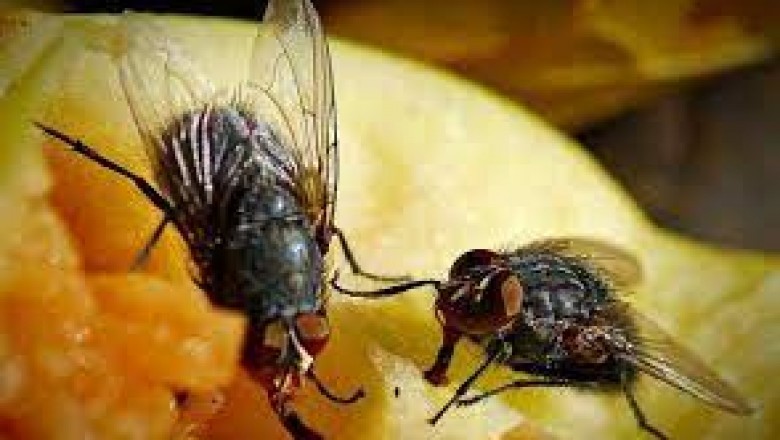 Jak zrobić domowy lep na muchy? Co zamiast lepu na muchy? Co zrobić żeby muchy nie wlatywały do domu?