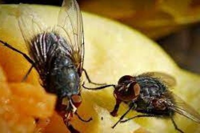 Jak zrobić domowy lep na muchy? Co zamiast lepu na muchy? Co zrobić żeby muchy nie wlatywały do domu?