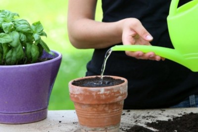 Co dodawać do wody, którą podlewamy rośliny by liście i kwiaty były intensywnie wybarwione