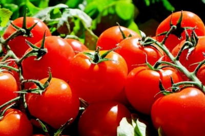 Czy można codziennie jeść pomidory? Czy pomidor jest zdrowy? Dlaczego jeść pomidory?