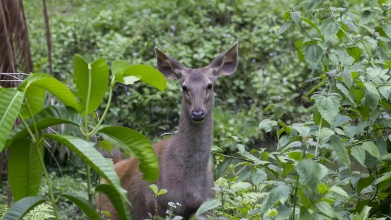 Jak odstraszyć sarny domowymi sposobami? Co zrobić żeby sarny nie Obgryzały drzewek? Jaki dźwięk odstrasza sarny?