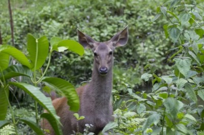 Jak odstraszyć sarny domowymi sposobami? Co zrobić żeby sarny nie Obgryzały drzewek? Jaki dźwięk odstrasza sarny?