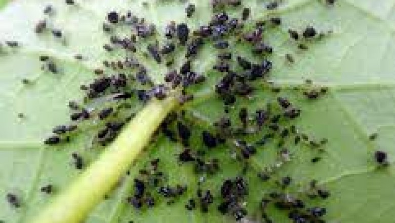 Jak pozbyć się mszyc bez chemii? Jak pozbyć się mszyc domowym sposobem? Czego nie lubią mszyce? Jaki zapach odstrasza mszyce?