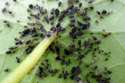 Jak pozbyć się mszyc bez chemii? Jak pozbyć się mszyc domowym sposobem? Czego nie lubią mszyce? Jaki zapach odstrasza mszyce?