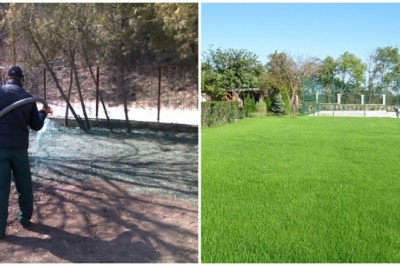 Jak zrobić dosiewke trawy? Czy można dosiewać trawę? Jak poprawnie dosiewać trawę?