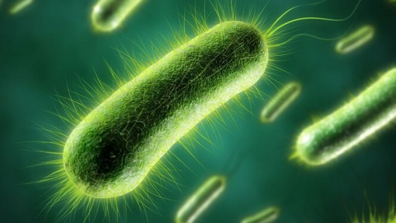 Sennik: bakterie, widzieć bakterie,  oglądać przez lupę.