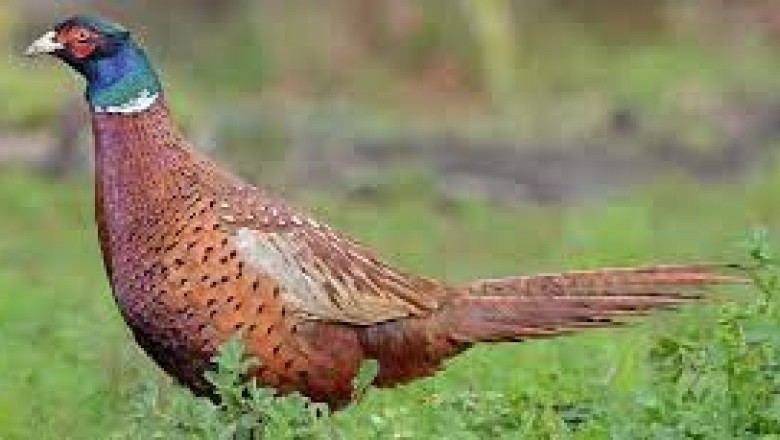 Sennik: bażant, widzieć bażanta, słyszeć bażanta.