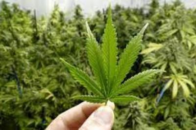 Czy ktoś kiedyś umarł od marihuany? Jakie są objawy po paleniu marihuany? Czy codzienne palenie marihuany jest szkodliwe?