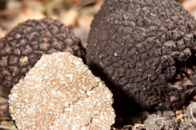 Ile kosztuje 1 kg trufli? Czy w Polsce można znaleźć trufle? W jaki sposób szuka się trufli? Gdzie rosną grzyby trufle w Polsce?