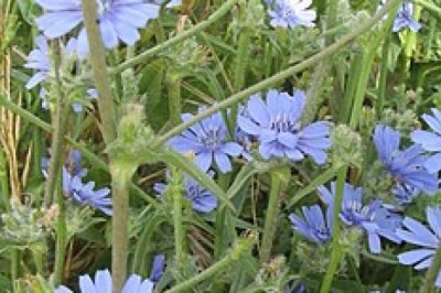 Czy można uprawiać cykorię?