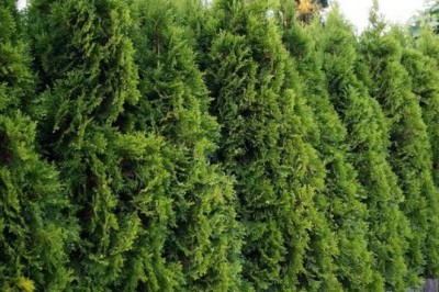 Czy na jesień przycinać iglaki?