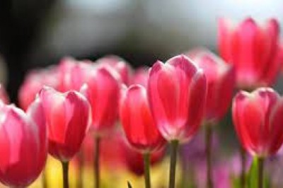 Jak postępować z tulipanami? Kiedy wyciągamy tulipany z ziemi?