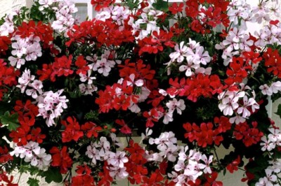 Kiedy najlepiej robić sadzonki kwiatów balkonowych?