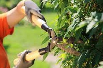 W jaki sposób i kiedy warto ciąć  drzewa i krzewy?