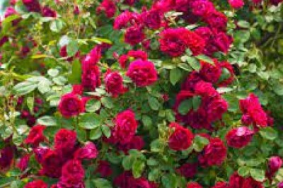 W jaki sposób pielęgnować róże?