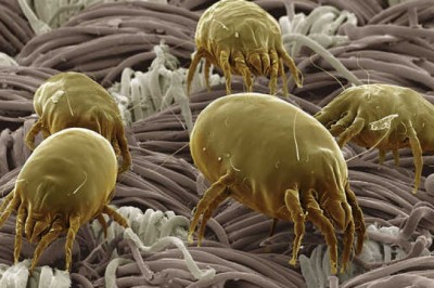 Ile roztoczy jest w łóżku? Jak sprawdzić czy mam roztocza? Jak zabić roztocza? Czy roztocza giną w praniu?