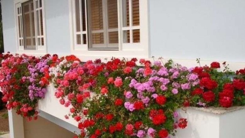 Jakie rośliny wieloletnie na balkon? Jakie rośliny są najlepsze na balkon?