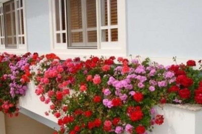 Jakie rośliny wieloletnie na balkon? Jakie rośliny są najlepsze na balkon?