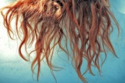 Jak bezpiecznie prostować włosy prostownicą?  Co na włosy po prostowaniu? Czy włosy można prostowac codziennie?