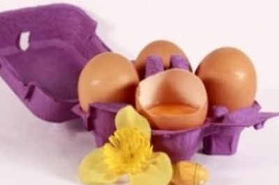 Czy jajka są zdrowe? Ile jajek mozna zjeść dziennie? Jak przechowywać jajka?