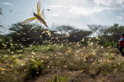 Szarańcza - cały film online za darmo bez reklam.