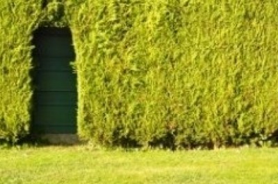 Jakie rośliny na żywopłot szybko rosnące?