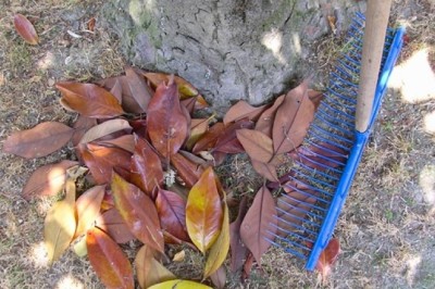 Co robimy na jesień w ogrodzie?