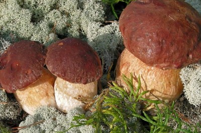 Jak powinno się zbierać grzyby? Jak przygotować się na wyjazd do lasu na grzyby?