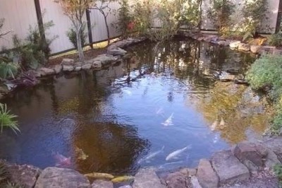 Jak przygotować staw ogrodowy z rybkami na zimę?