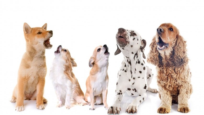 Dlaczego psy szczekają? (tak dużo)