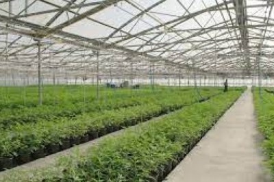 Marihuana nowy biznes ((2017) - cały film online za darmo z lektorem.