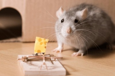 Jak zrobić prostą pułapkę na myszy i szczury?