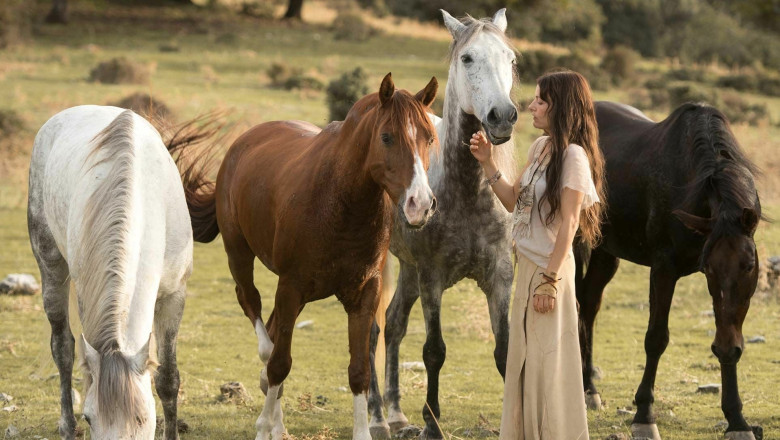 Wicher 3 (Ostwind 3) - Cały Film • Online • Recenzja • Gdzie obejrzeć?